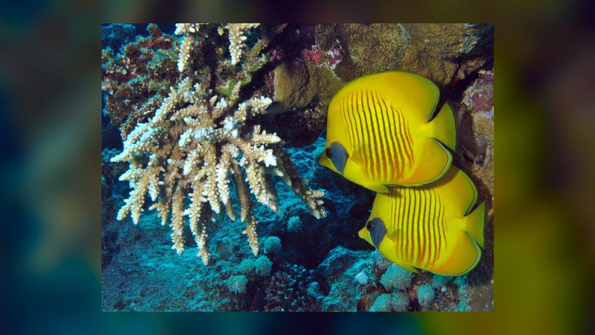Top 10 African Butterfly Fish Surface Hunters 2027 — figure 1
