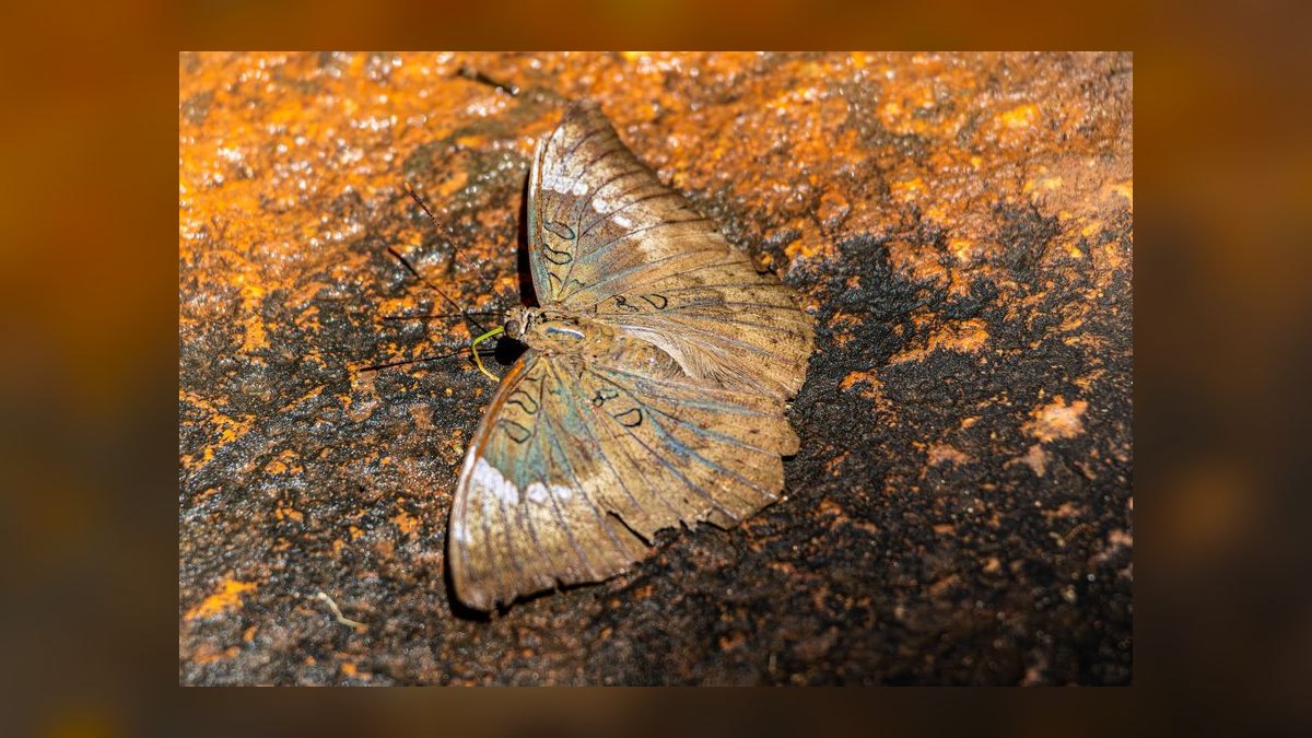 Top 10 African Butterfly Fish Surface Hunters 2027 — figure 10