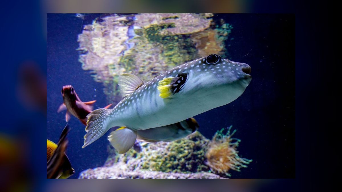 Top 10 African Butterfly Fish Surface Hunters 2027 — figure 3