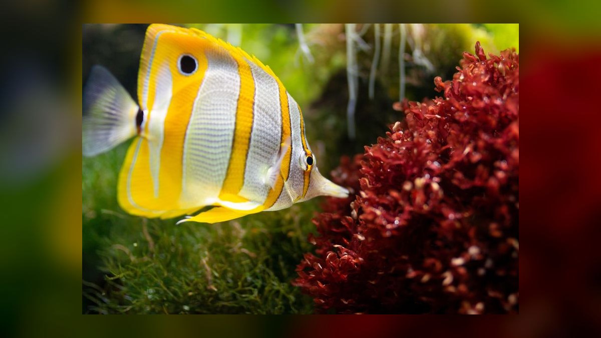Top 10 African Butterfly Fish Surface Hunters 2027 — figure 5