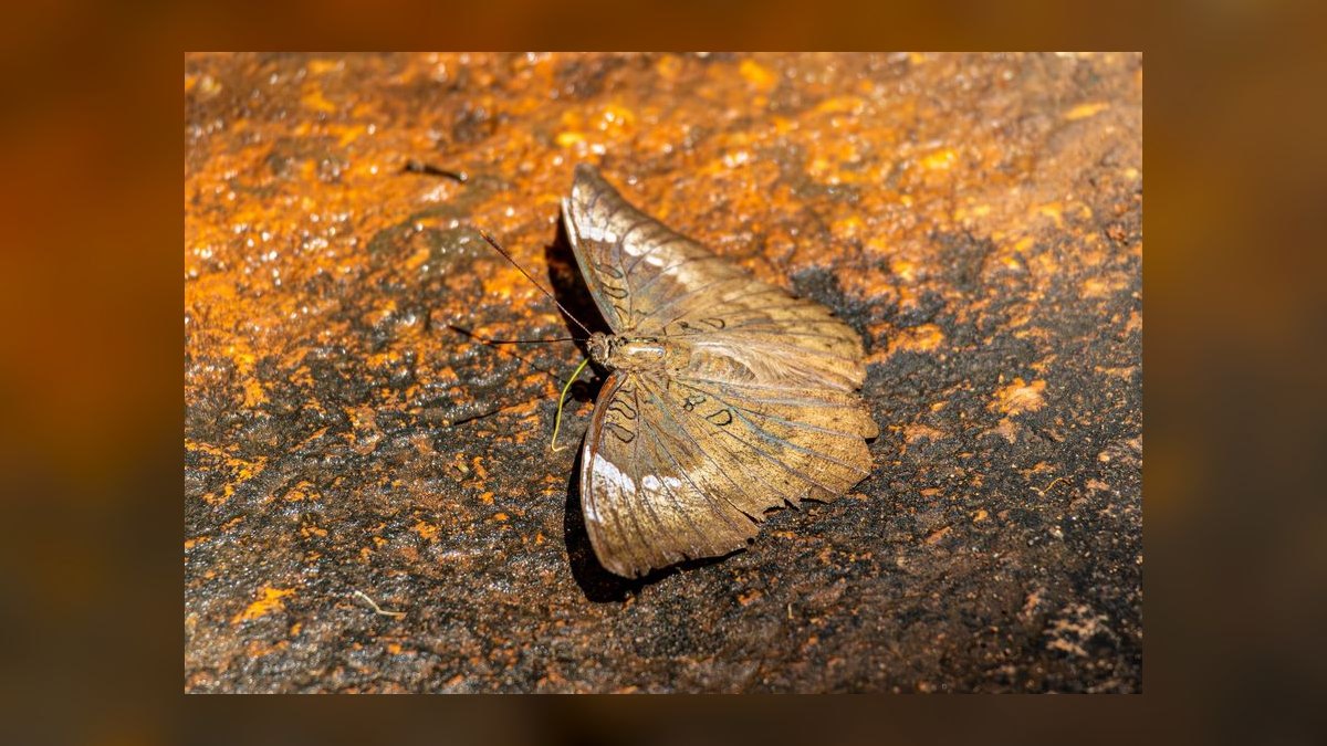 Top 10 African Butterfly Fish Surface Hunters 2027 — figure 9