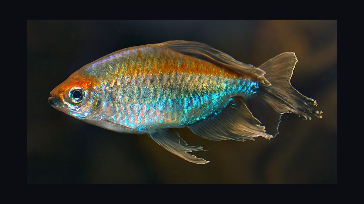 Top 10 African Butterfly Fish Surface Hunters 2027