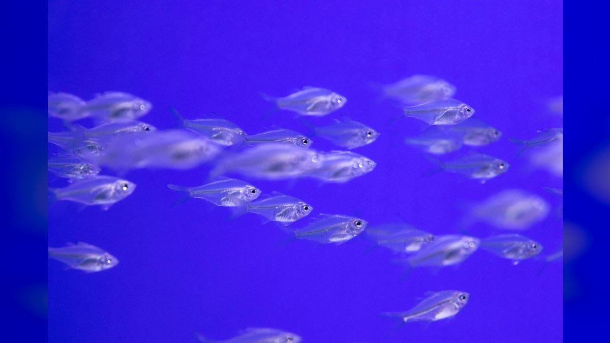 Top 10 Silver Dollar Fish Shoalers 2027 — figure 2