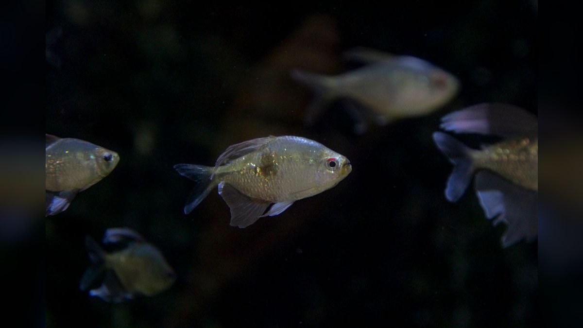 Top 10 Silver Dollar Fish Shoalers 2027 — figure 3