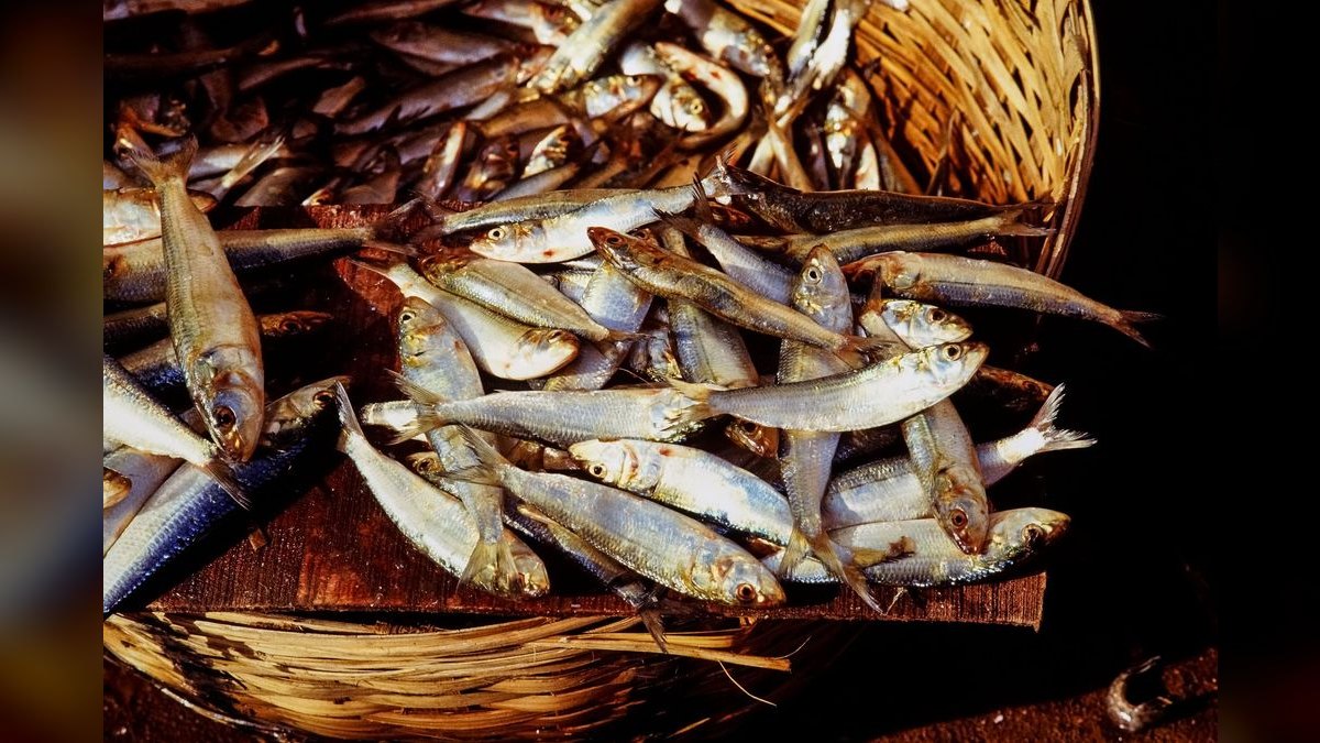 Top 10 Silver Dollar Fish Shoalers 2027 — figure 6
