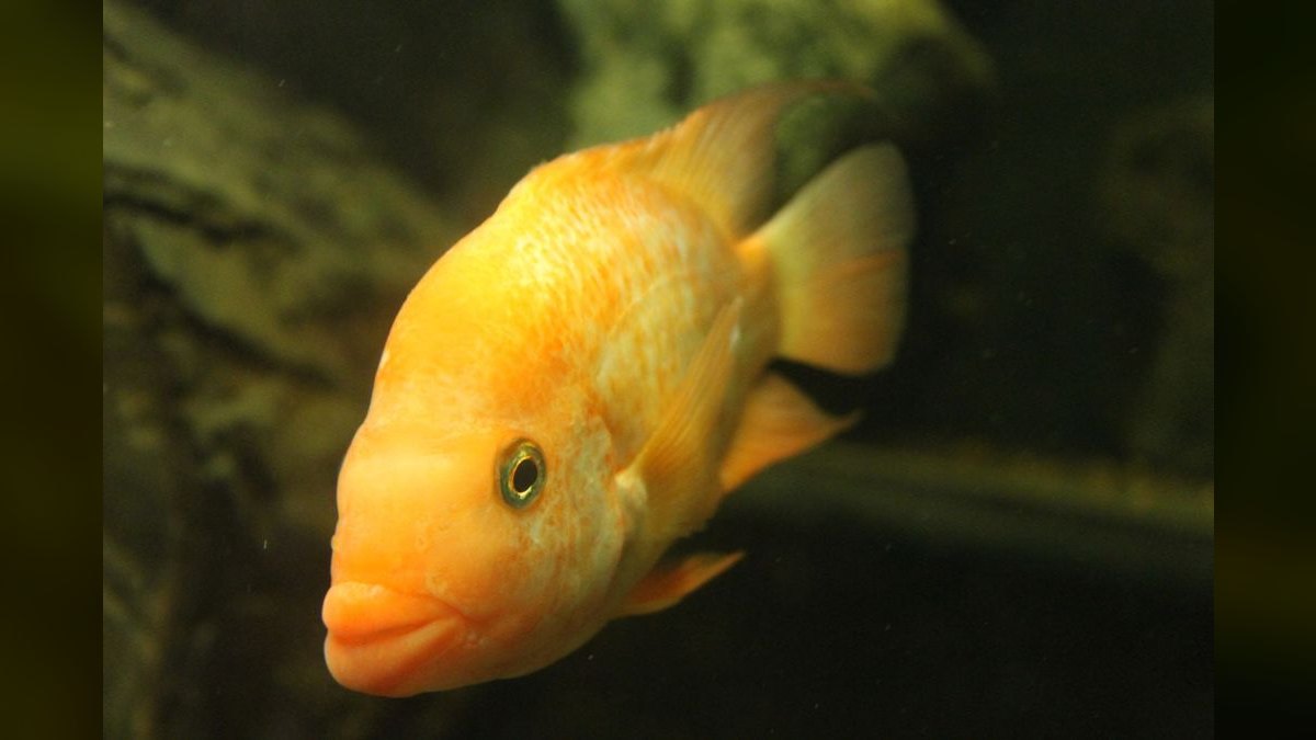 Top 10 Severum Cichlid Tank Mates 2027 — figure 6