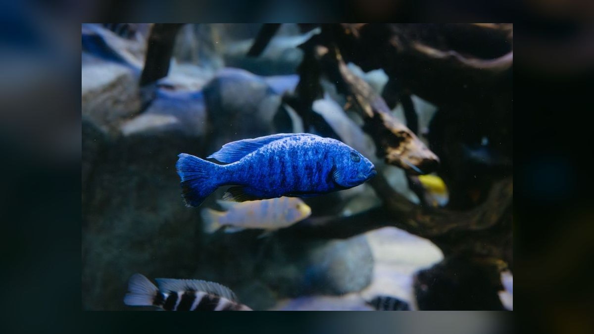 Top 10 Blue Acara Peaceful Cichlids 2027 — figure 1