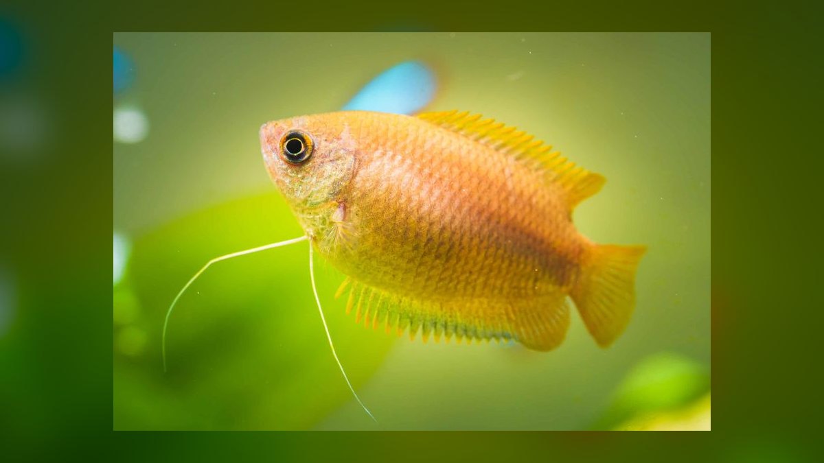 Top 10 Blue Acara Peaceful Cichlids 2027 — figure 6