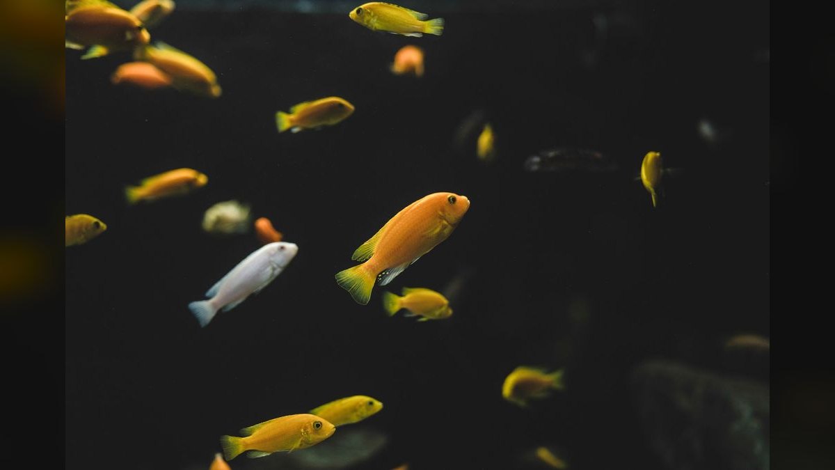 Top 10 Keyhole Cichlid Shy Cichlids 2027 — figure 2
