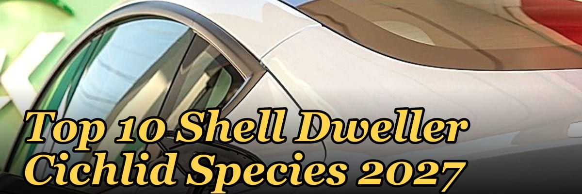Top 10 Shell Dweller Cichlid Species 2027