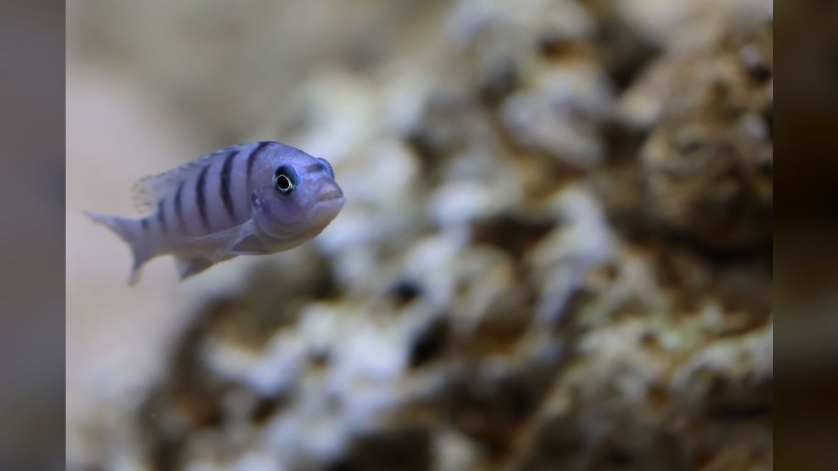 Top 10 Julidochromis Tanganyika Cichlids 2027 — figure 5