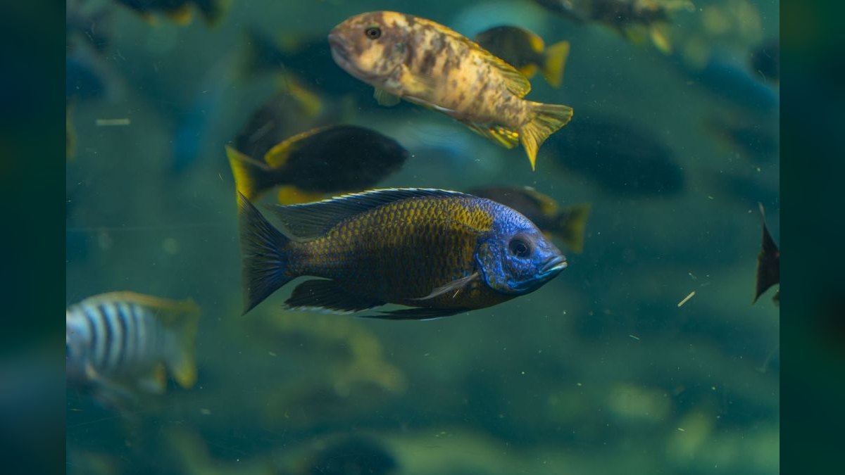 Top 10 Julidochromis Tanganyika Cichlids 2027 — figure 6