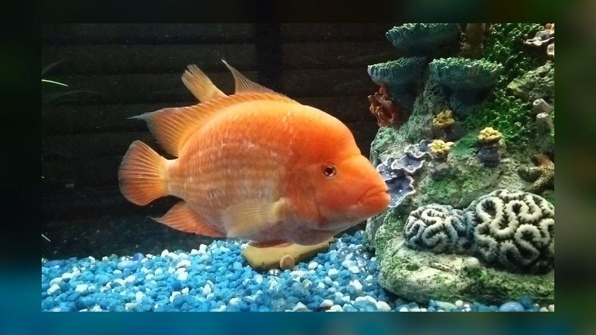 Top 10 Oscar Cichlid Tank Mates 2027 — figure 10
