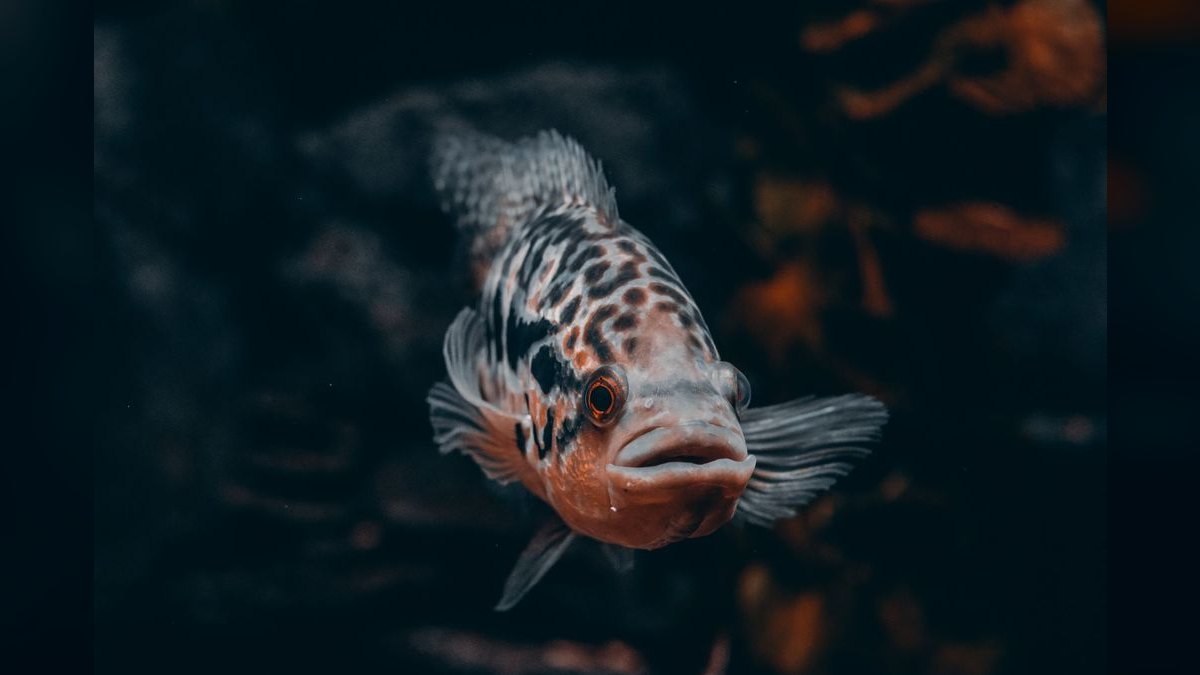 Top 10 Oscar Cichlid Tank Mates 2027 — figure 5