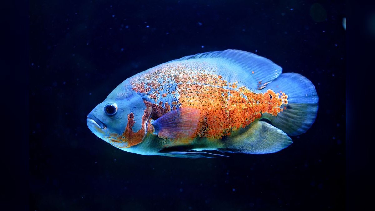 Top 10 Oscar Cichlid Tank Mates 2027 — figure 6