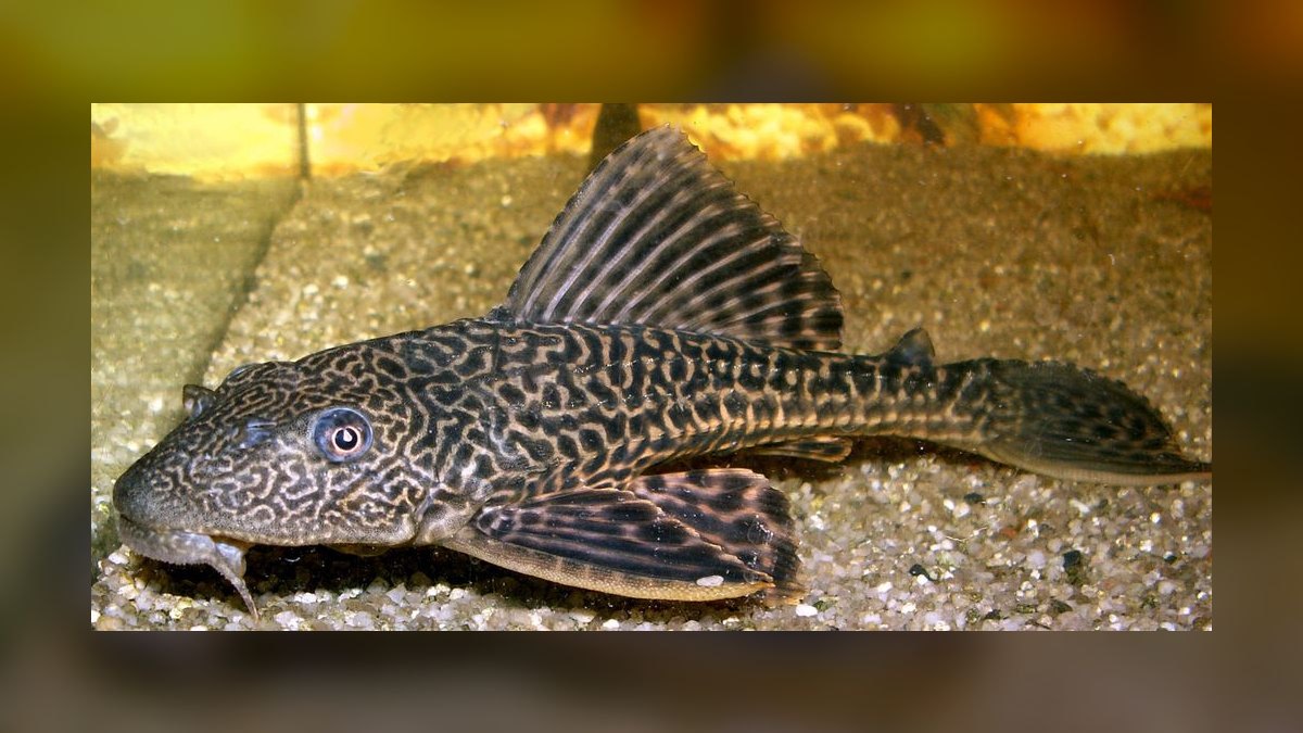 Top 10 Oscar Cichlid Tank Mates 2027 — figure 8