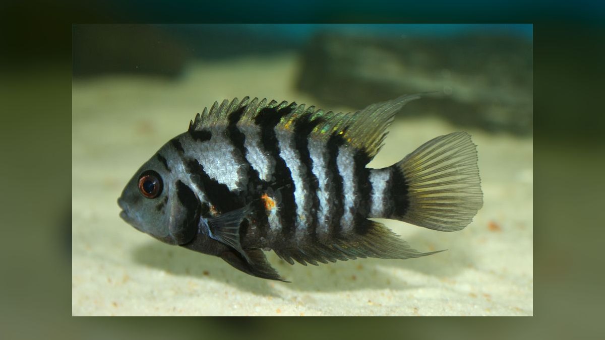 Top 10 Oscar Cichlid Tank Mates 2027 — figure 9