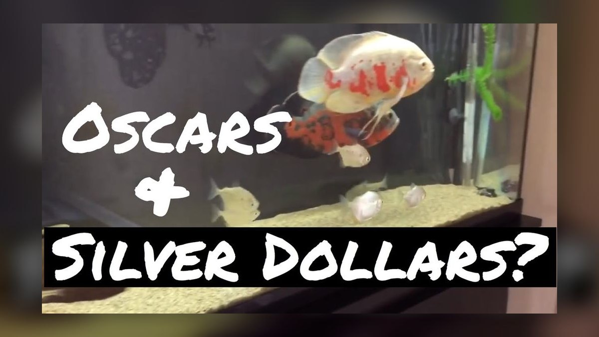 Top 10 Oscar Cichlid Tank Mates 2027