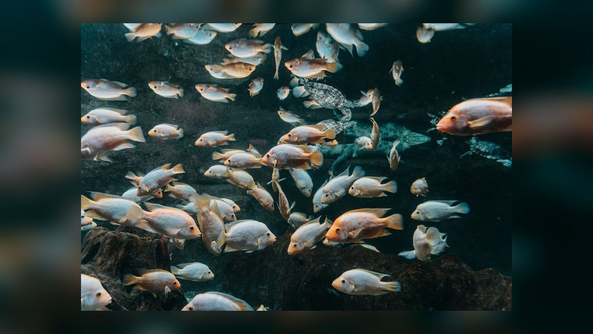 Top 10 Red Devil Cichlid Aggressive Fish 2027 — figure 1