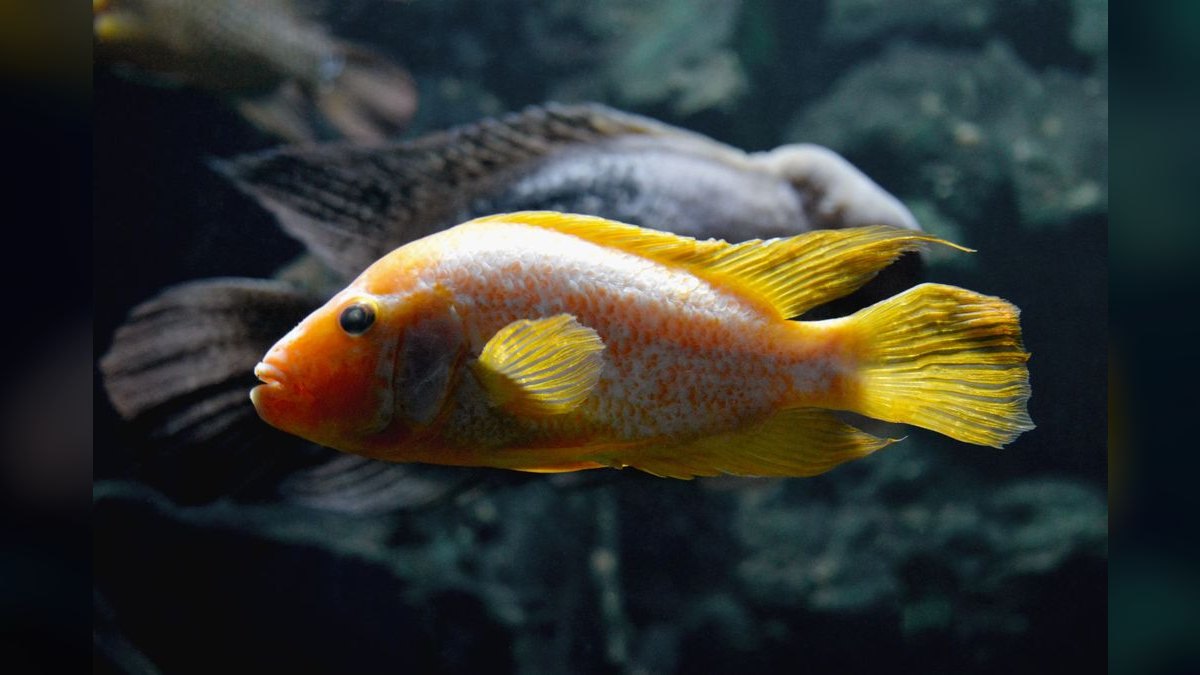 Top 10 Midas Cichlid Large Cichlids 2027 — figure 1