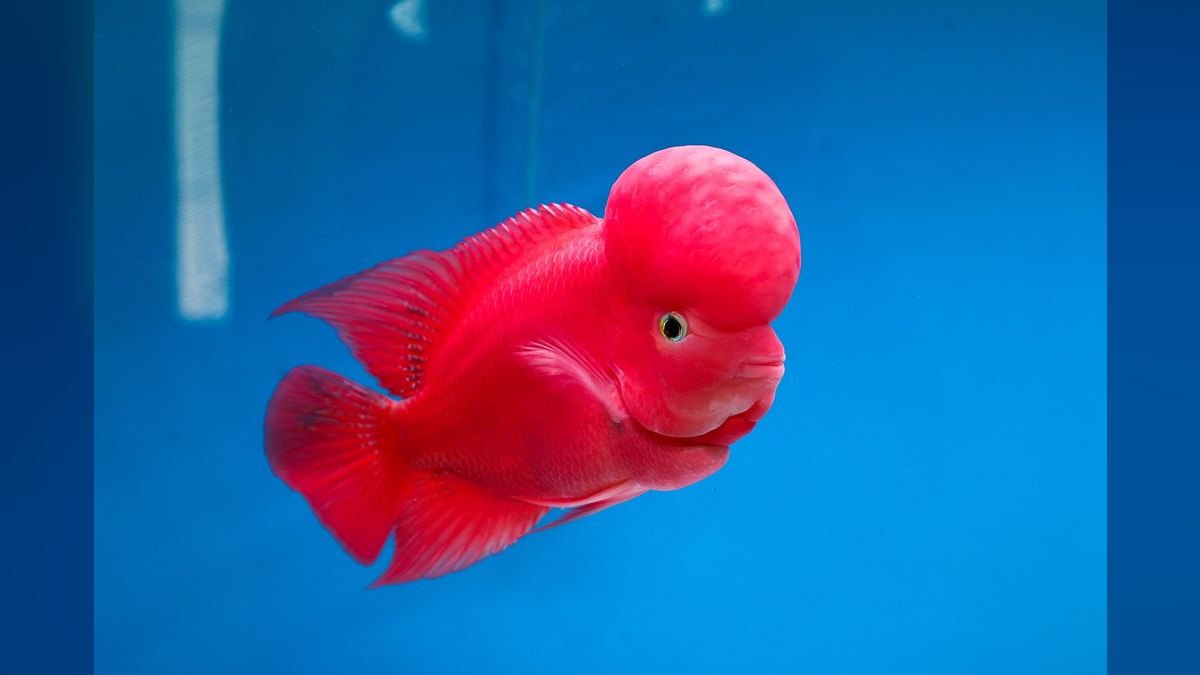 Top 10 Midas Cichlid Large Cichlids 2027 — figure 2