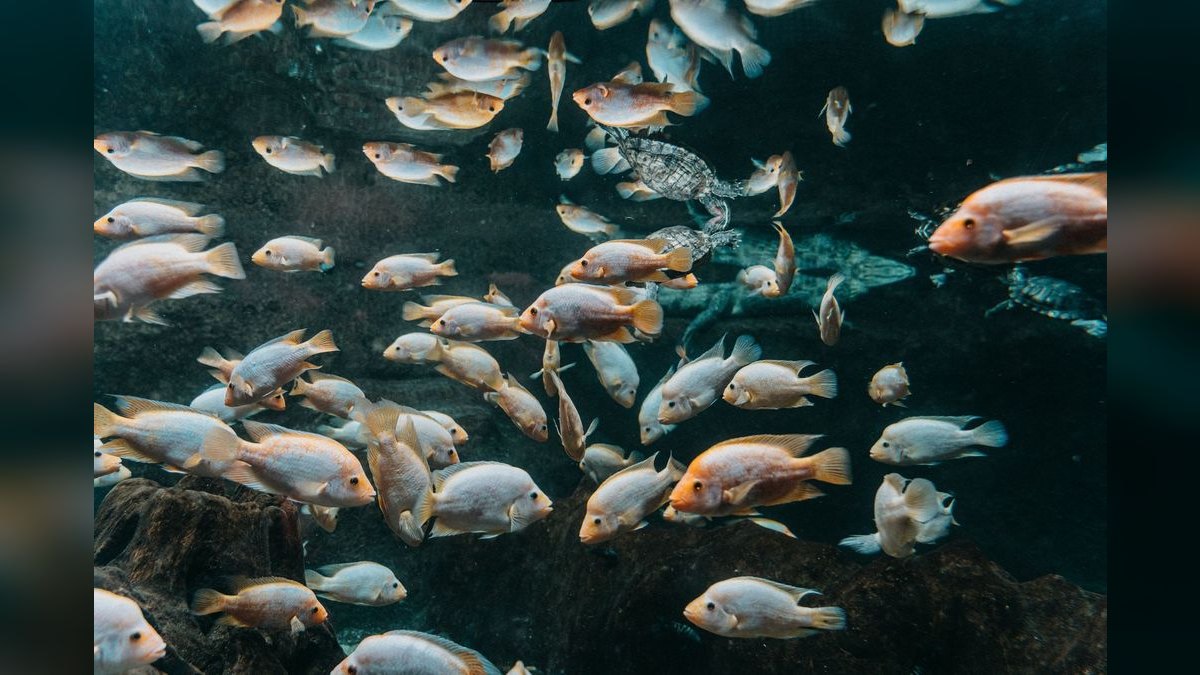 Top 10 Midas Cichlid Large Cichlids 2027 — figure 6