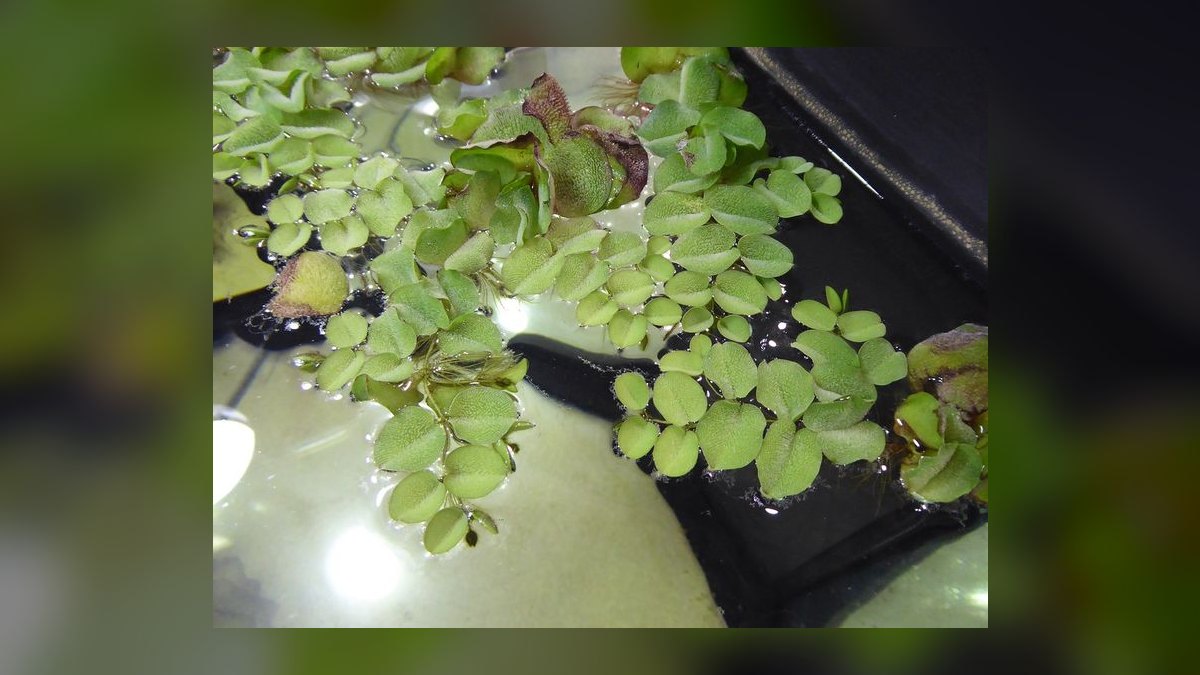 Top 10 Uaru Cichlid Herbivore Cichlids 2027 — figure 10