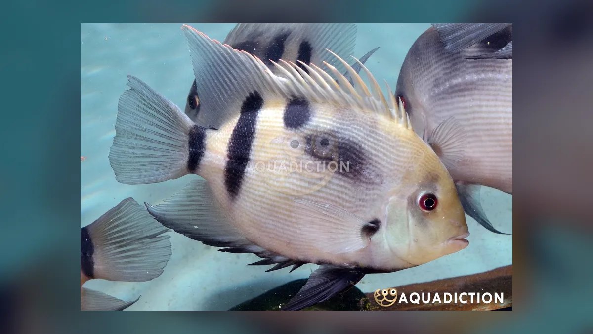 Top 10 Uaru Cichlid Herbivore Cichlids 2027 — figure 7