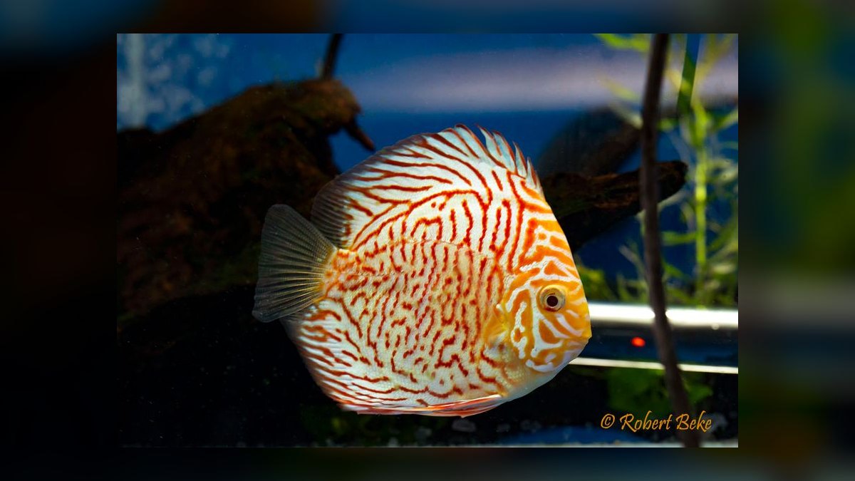 Top 10 Uaru Cichlid Herbivore Cichlids 2027 — figure 8