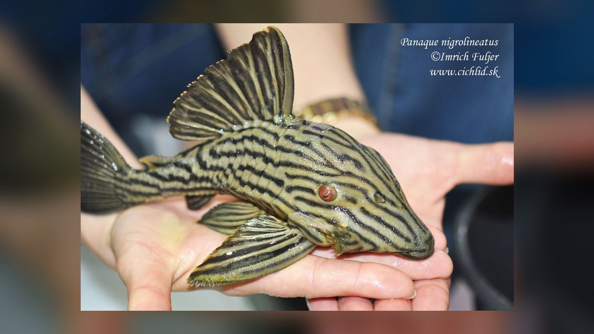 Top 10 Uaru Cichlid Herbivore Cichlids 2027 — figure 9