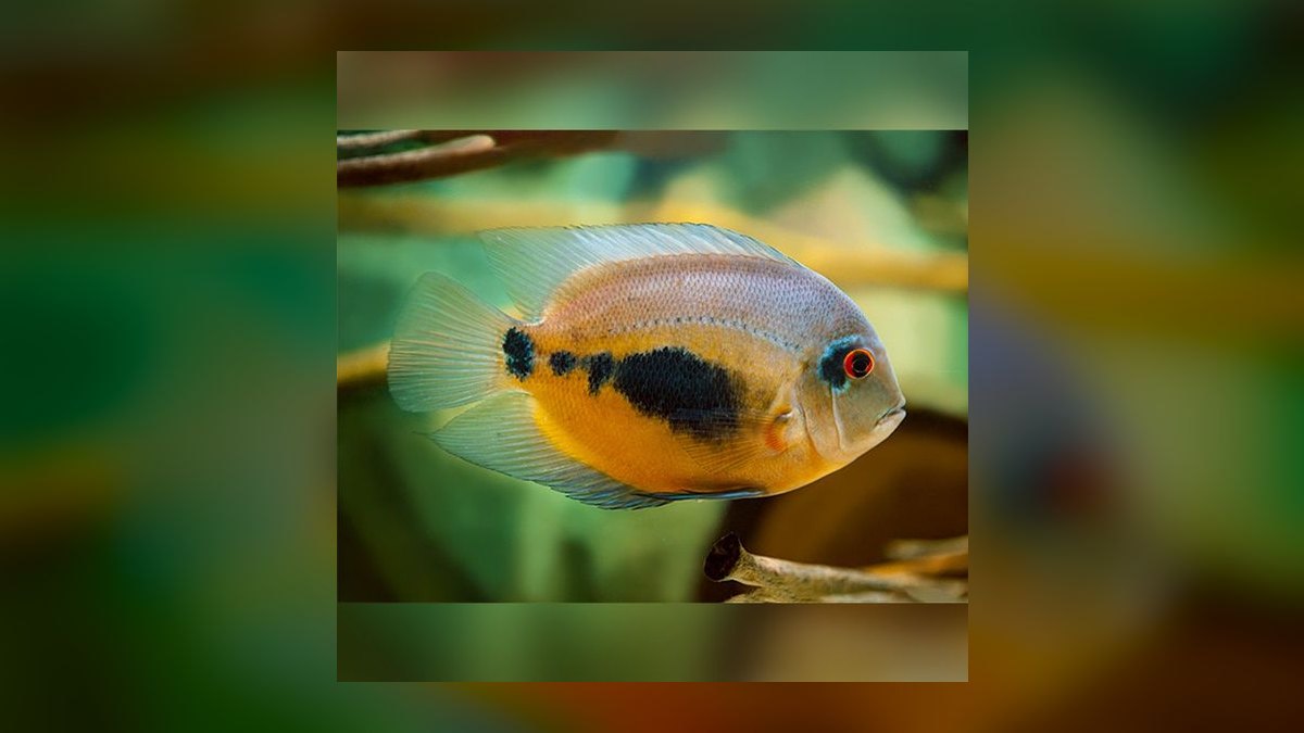 Top 10 Uaru Cichlid Herbivore Cichlids 2027