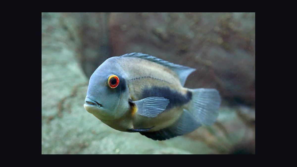 Top 10 Uaru Cichlid Herbivore Cichlids 2027