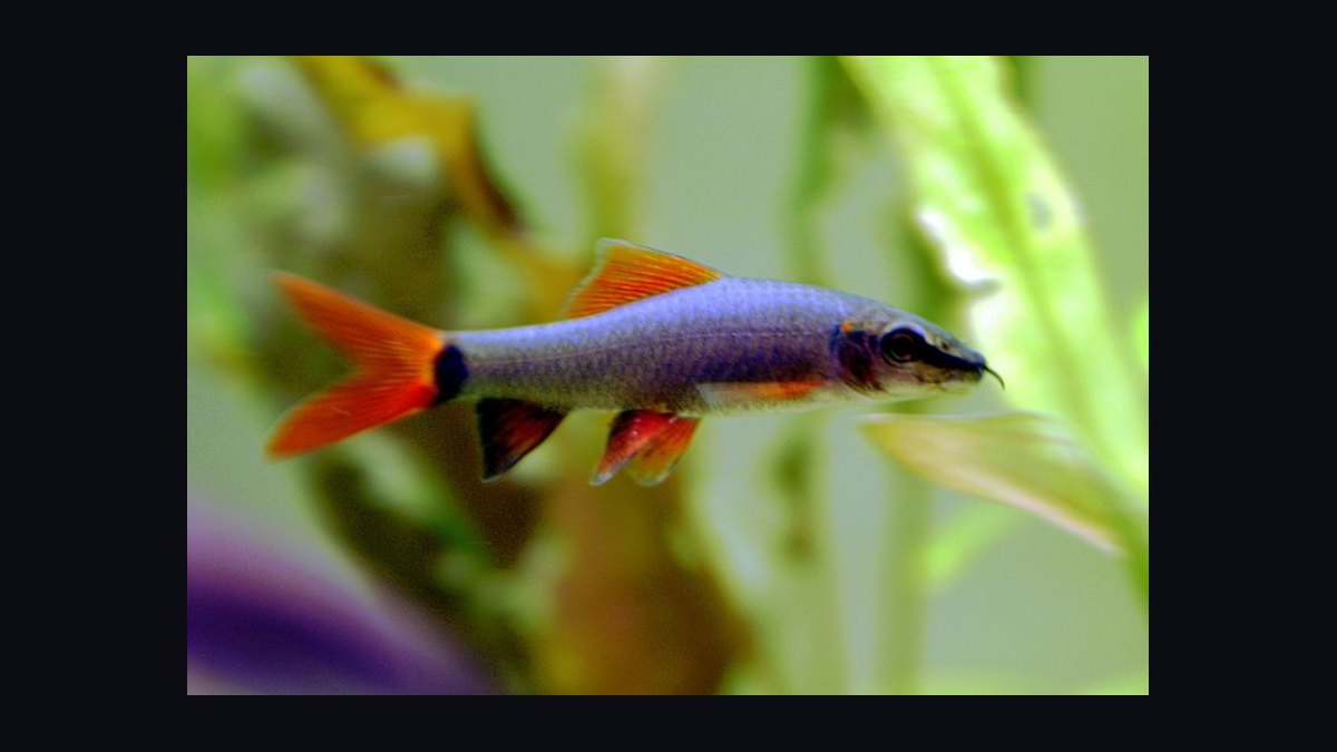 Top 10 Rainbow Shark Semi-Aggressive Fish 2027 — figure 1