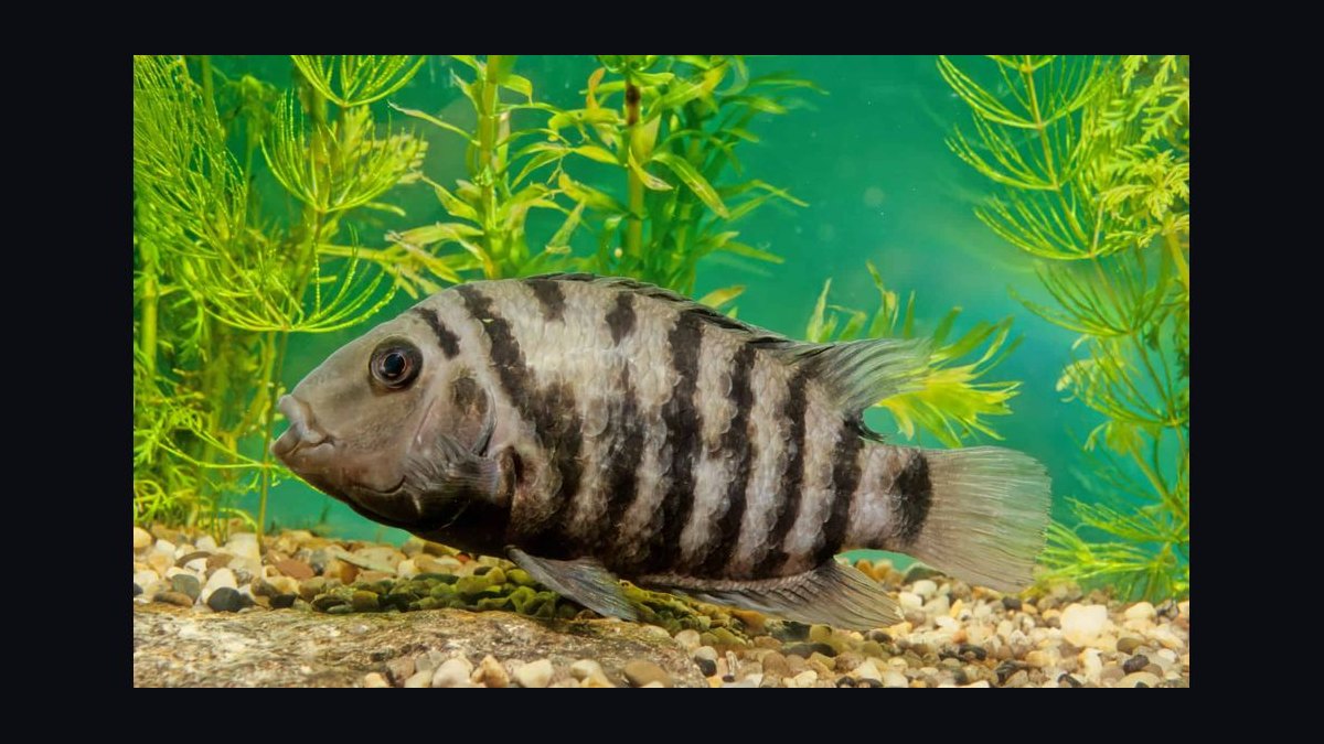 Top 10 Rainbow Shark Semi-Aggressive Fish 2027 — figure 10