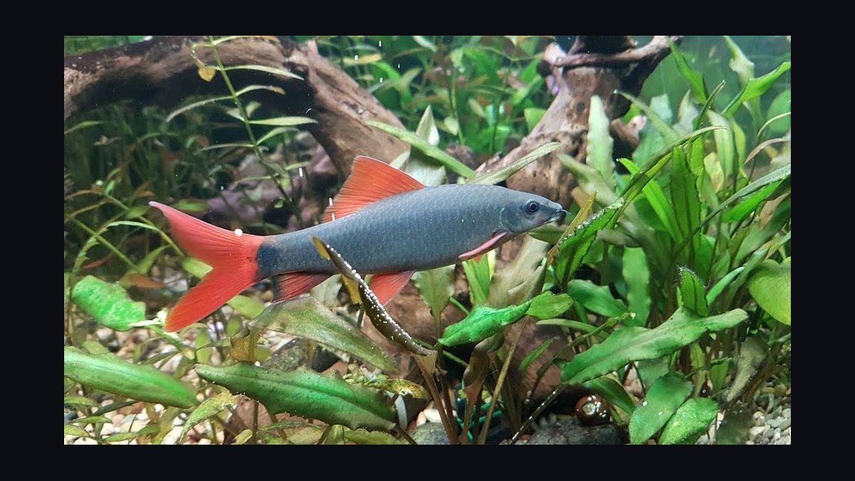 Top 10 Rainbow Shark Semi-Aggressive Fish 2027 — figure 7