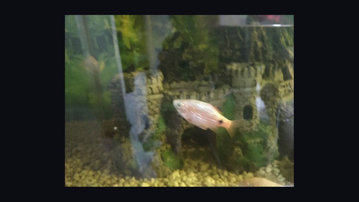 Top 10 Rainbow Shark Semi-Aggressive Fish 2027 — figure 8