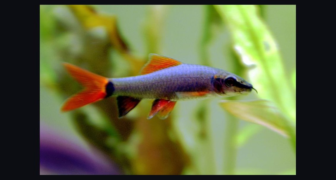 Top 10 Rainbow Shark Semi-Aggressive Fish 2027