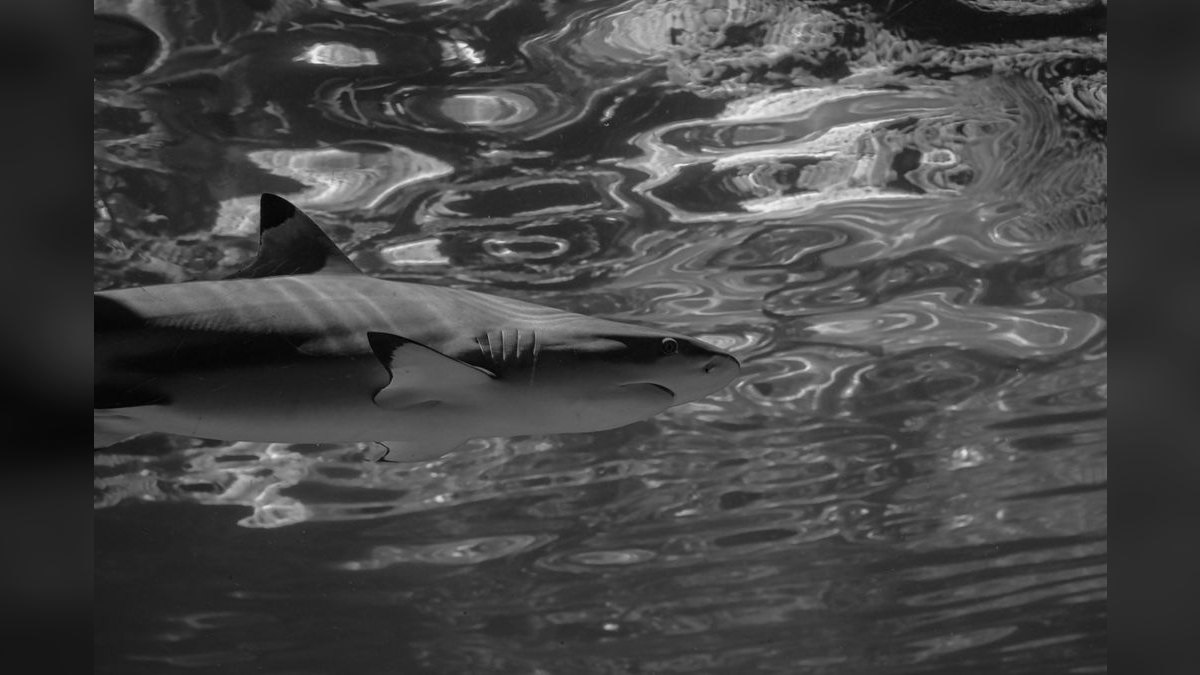 Top 10 Red Tail Black Shark Center Fish 2027 — figure 2