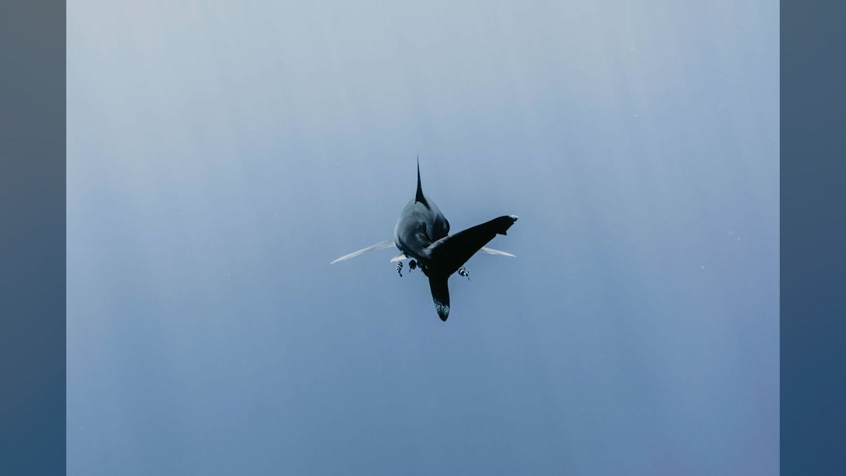 Top 10 Red Tail Black Shark Center Fish 2027 — figure 3