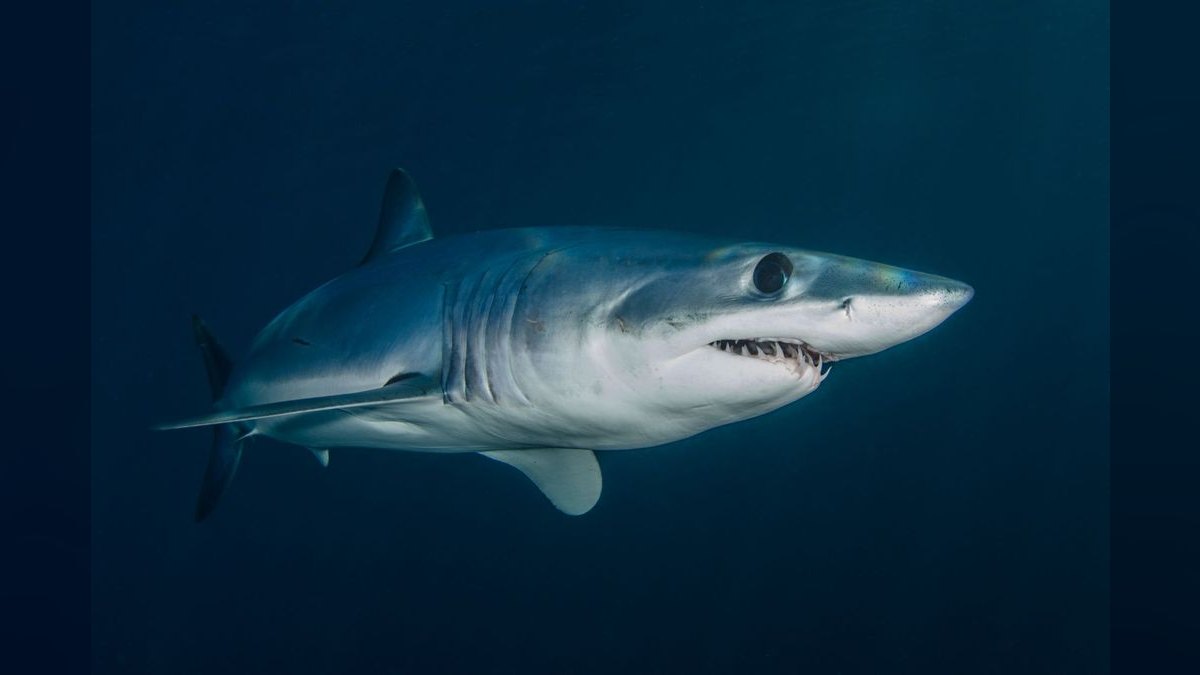 Top 10 Red Tail Black Shark Center Fish 2027 — figure 5
