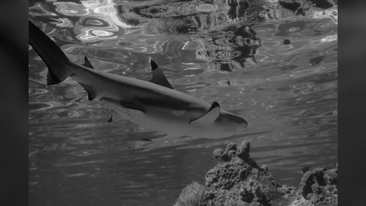 Top 10 Red Tail Black Shark Center Fish 2027 — figure 6