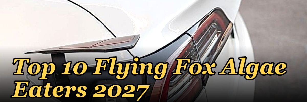 Top 10 Flying Fox Algae Eaters 2027