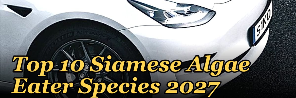 Top 10 Siamese Algae Eater Species 2027
