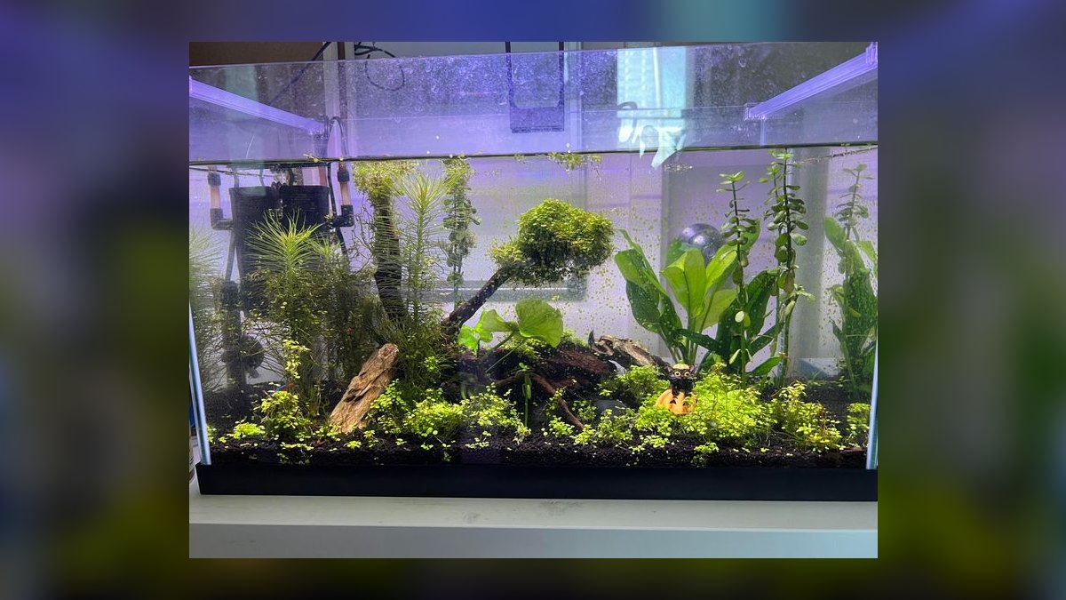 Top 10 Chinese Algae Eater Alternatives 2027 — figure 1