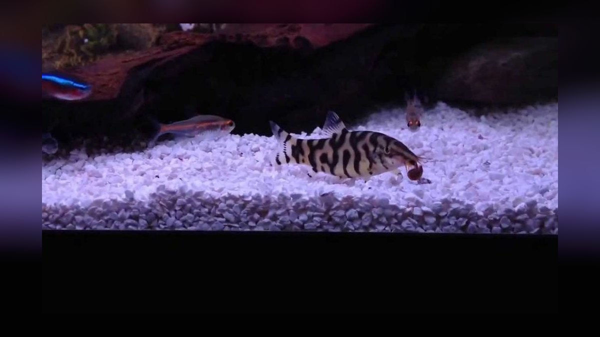 Top 10 Chinese Algae Eater Alternatives 2027 — figure 10