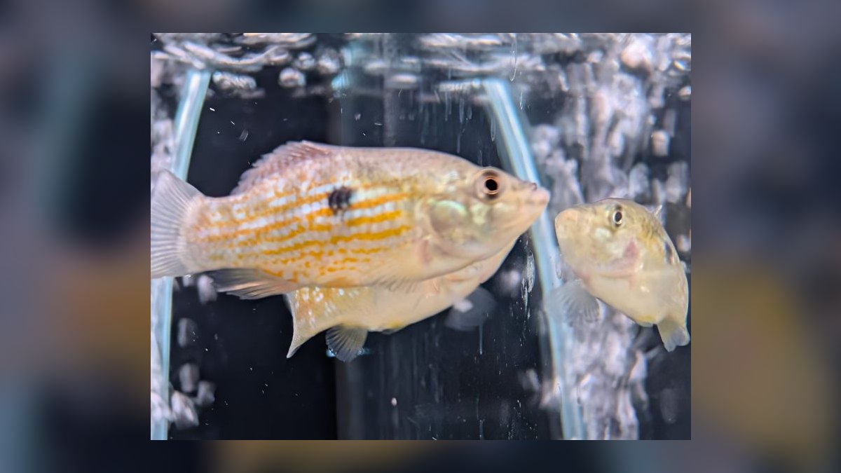 Top 10 Chinese Algae Eater Alternatives 2027 — figure 5