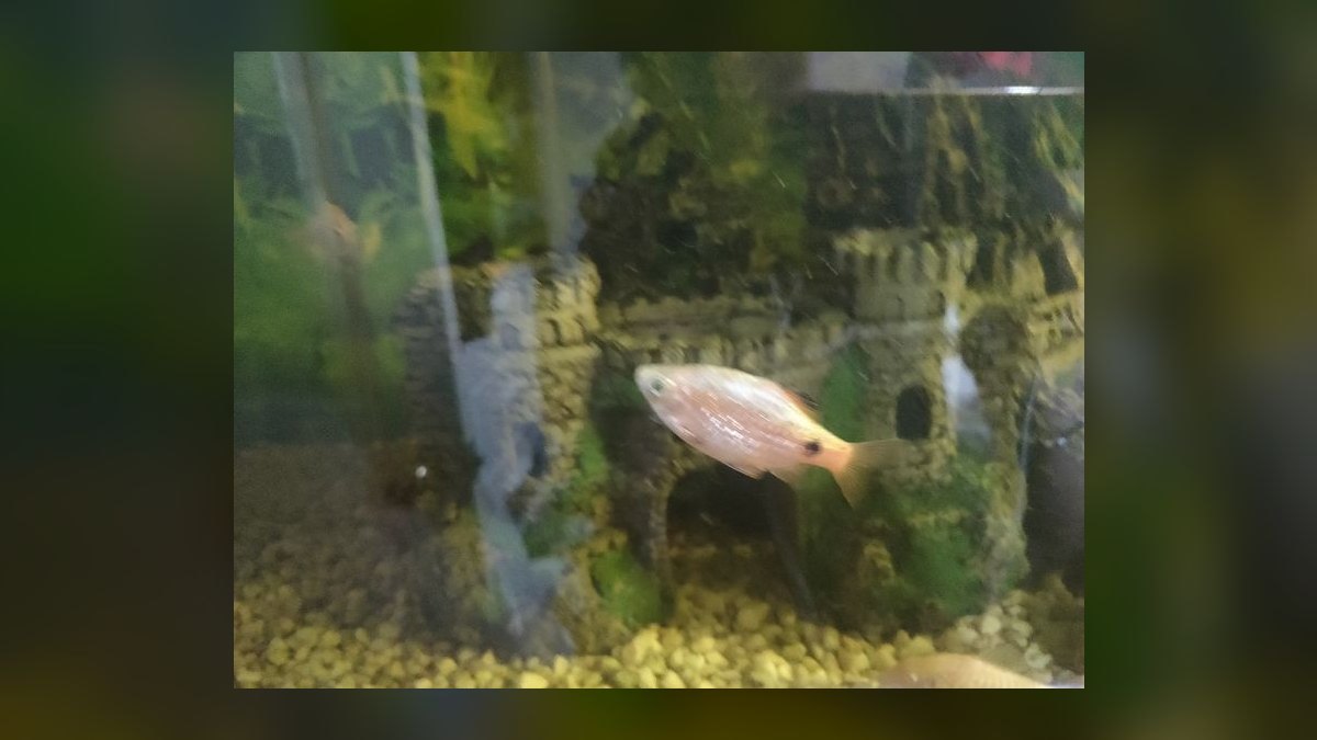 Top 10 Chinese Algae Eater Alternatives 2027 — figure 6