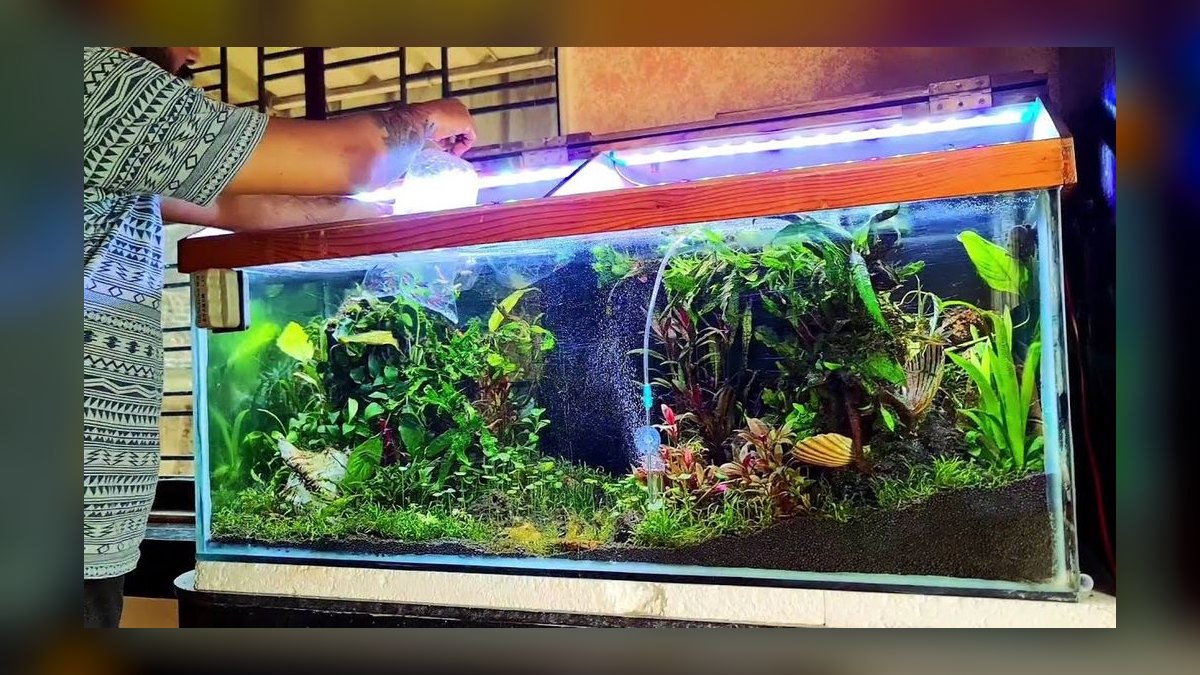 Top 10 Chinese Algae Eater Alternatives 2027 — figure 8