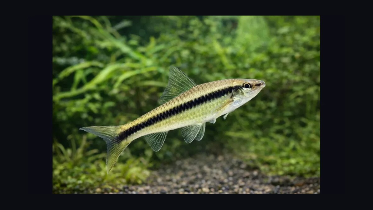 Top 10 Chinese Algae Eater Alternatives 2027