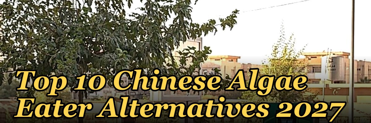 Top 10 Chinese Algae Eater Alternatives 2027